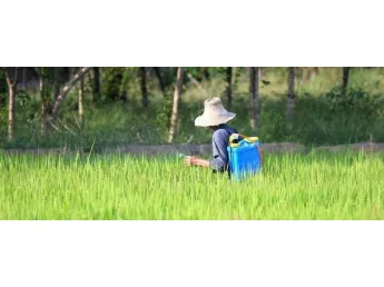 After Direct Seeding of Rice, How Big is the Rice Seedling Suitable for Using Herbicides?