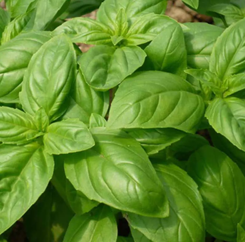 How to Freeze and Store Basil?