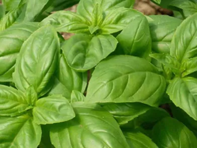 How to Freeze and Store Basil?