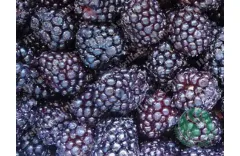 What Are the Benefits of Frozen Blackberries?