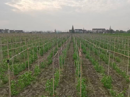 An Unexpected Worse New Season Peapod and Sugar Snap Pea in China