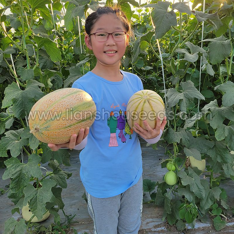 Janna Type Hybrid Melon Seeds