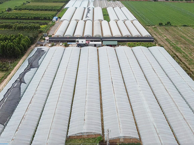 Vegetable Seeds Manufacturers