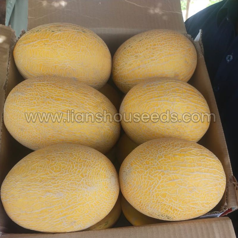 Hami Melon Seeds