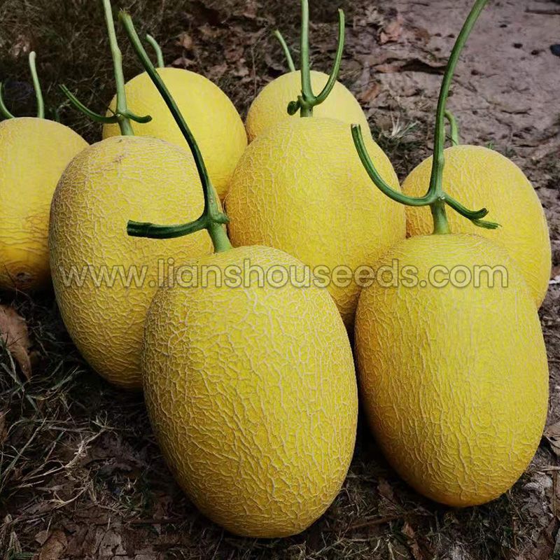 M1131 Big Sweet Hybrid Hami Melon Variety