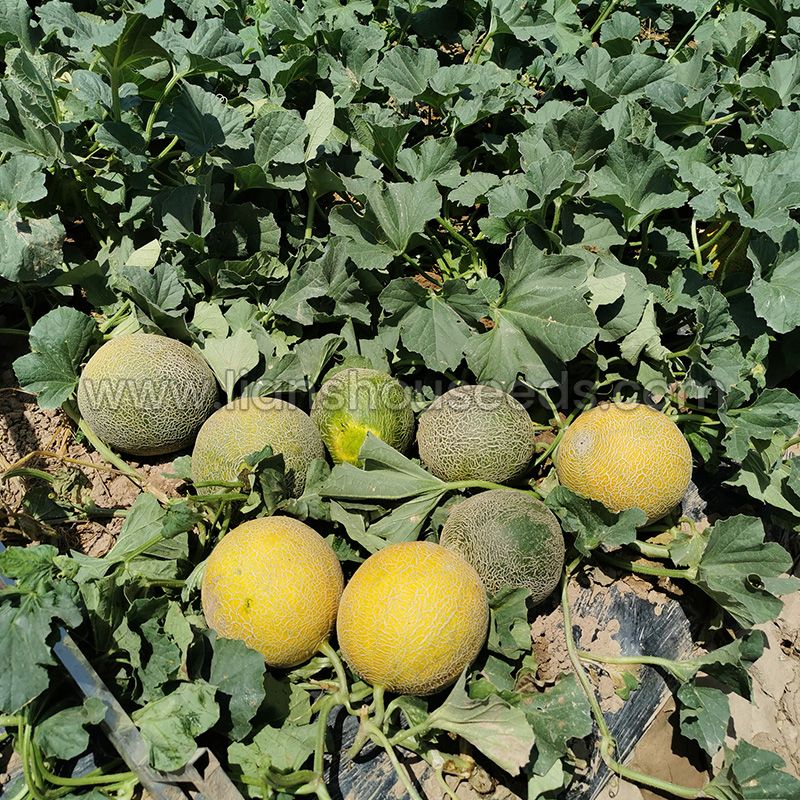 M254 Big Sweet Hybrid Galia Melon Seed