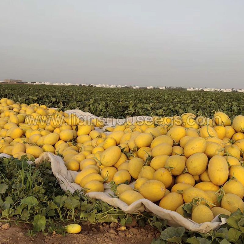 Chinese Hami Melon Seeds