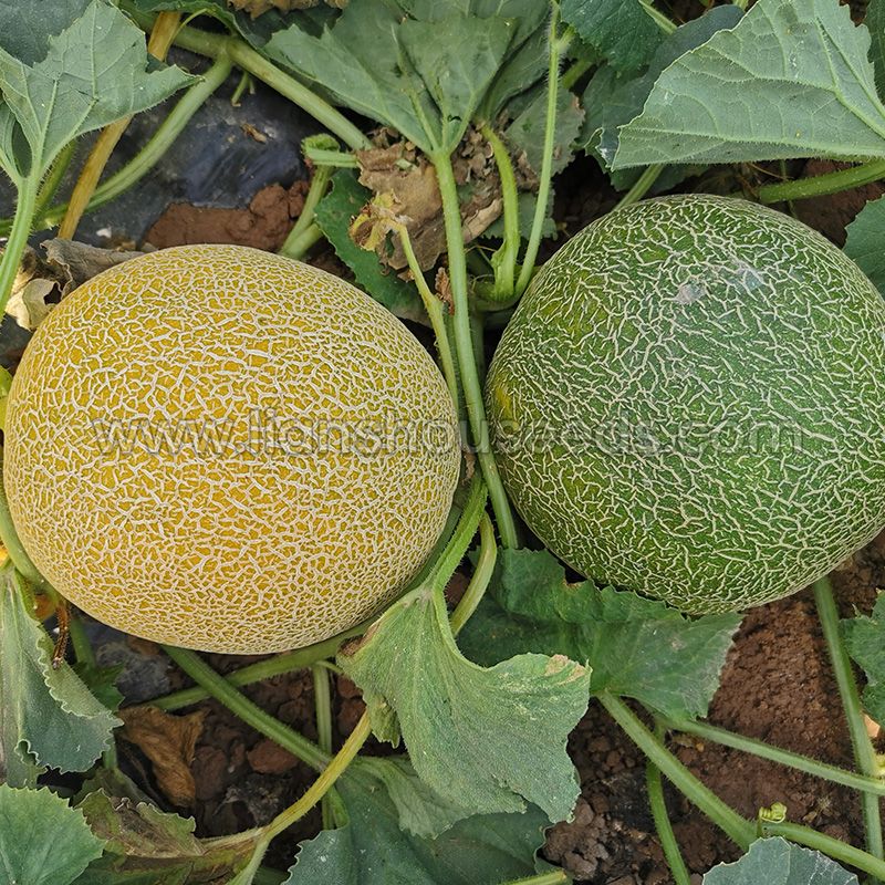 M254 Big Sweet Hybrid Galia Melon Seed