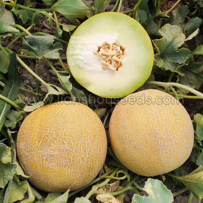 M254 Big Sweet Hybrid Galia Melon Seed