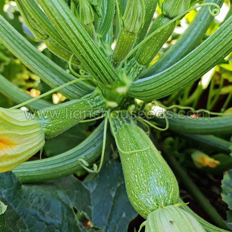 SQ2002 Lebanese Type Summer Squash Seed