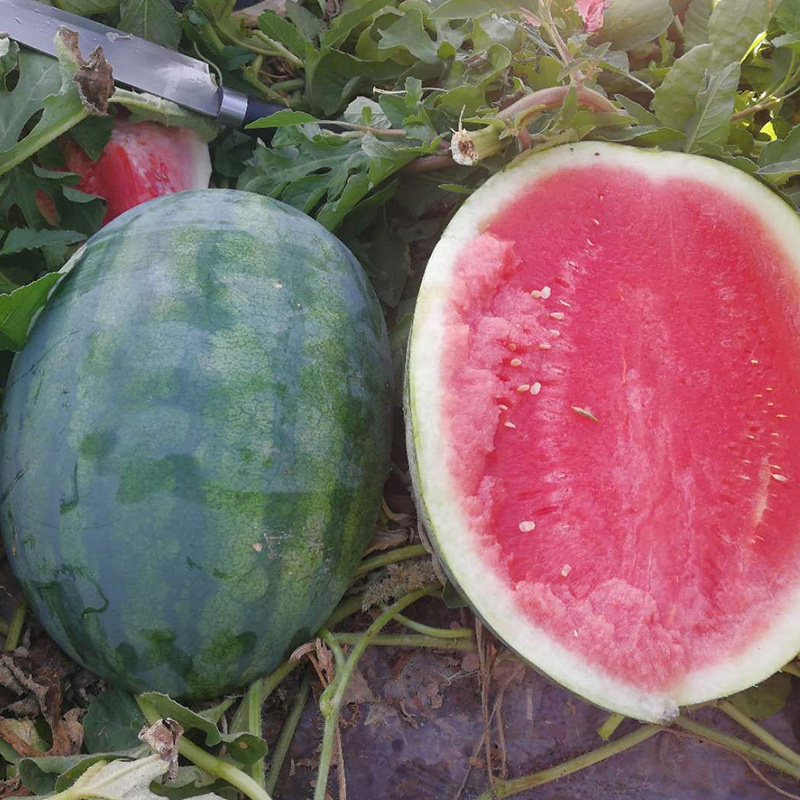 Ws65 Seedless Watermelon Seed Variety