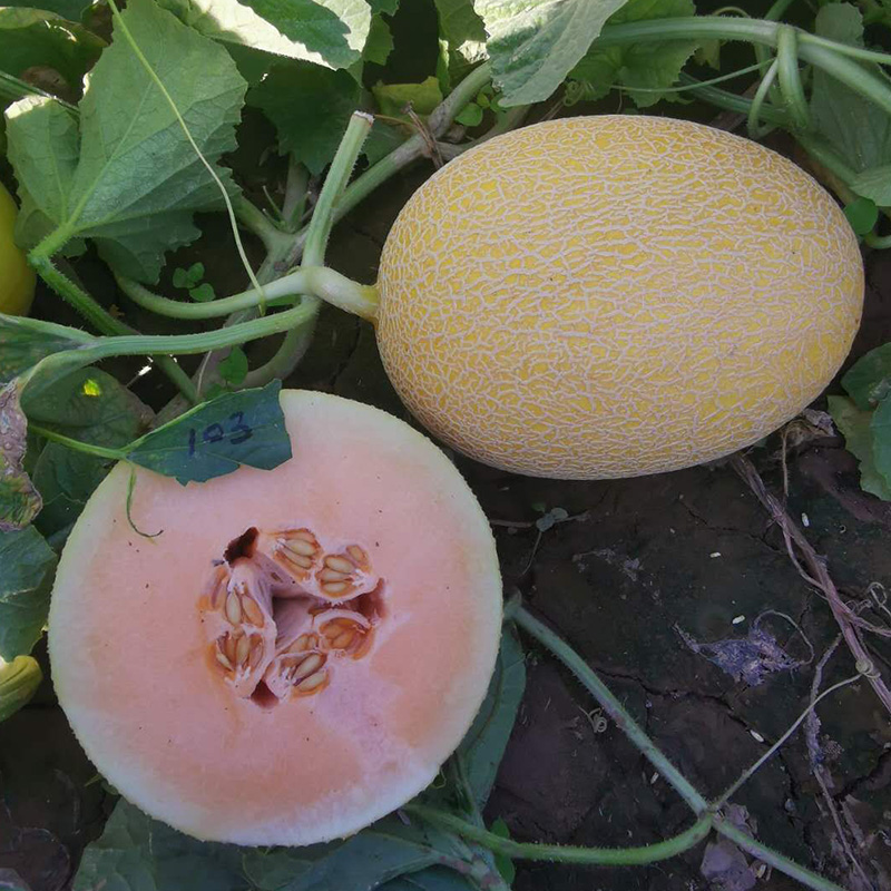 M1175 Yellow Hybrid Hami Melon Variety
