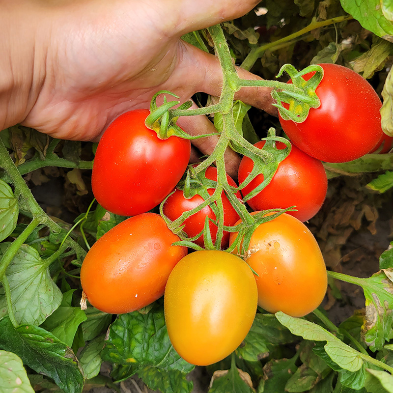 Semi Determinate Saladette Tomato Seeds