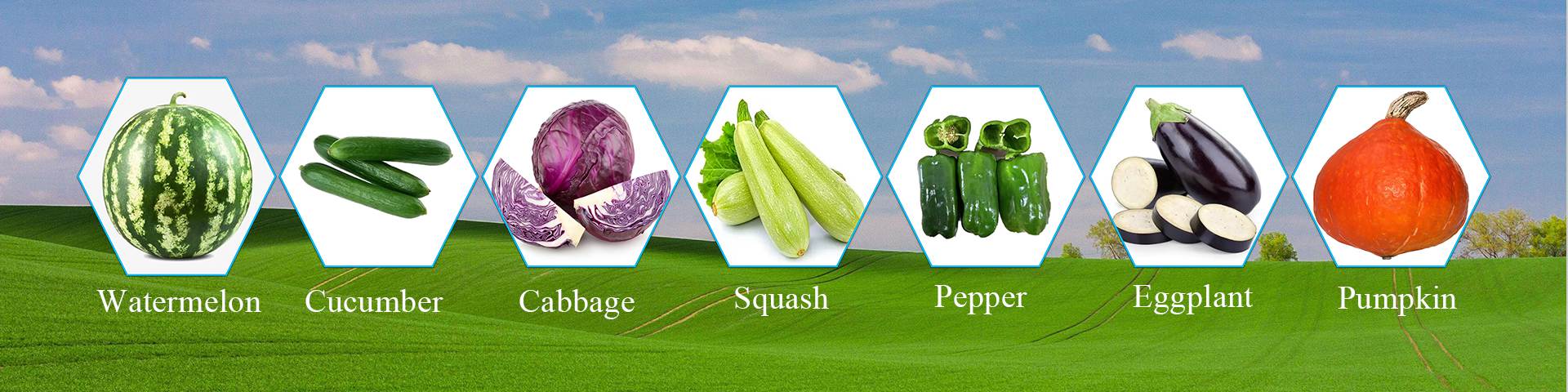 Vegetable Seeds Manufacturers