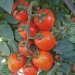 7 Types of Tomatoes