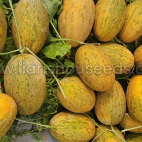 M11 Hybrid Hami Melon Variety