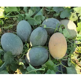 Lote De 8 Semillas De Melón Piña – Fáciles De Cultivar, Sabor Dulce Y Exótico (Cucumis Melo)