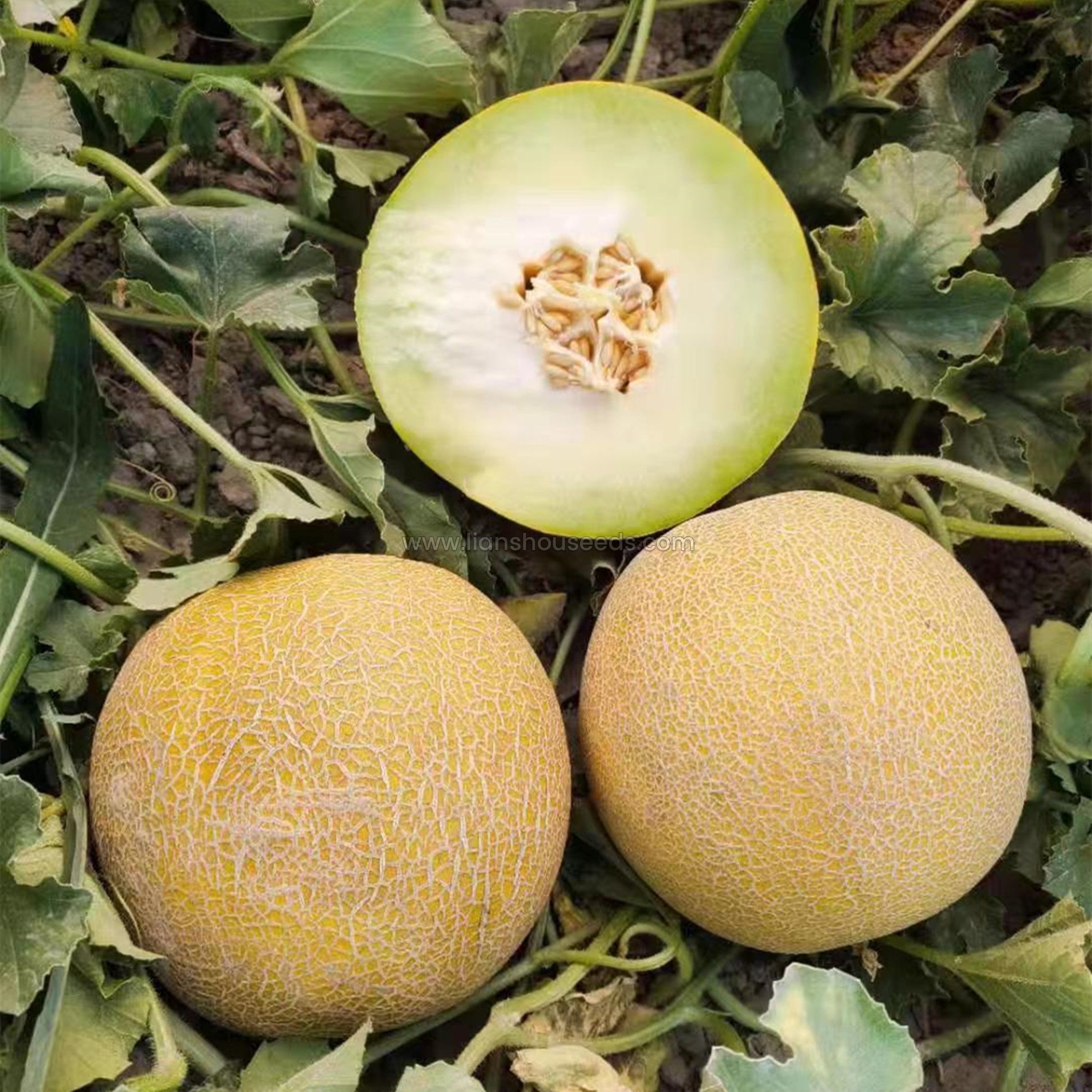 M256 Big Galia Melon Variety with High Disease Resistance