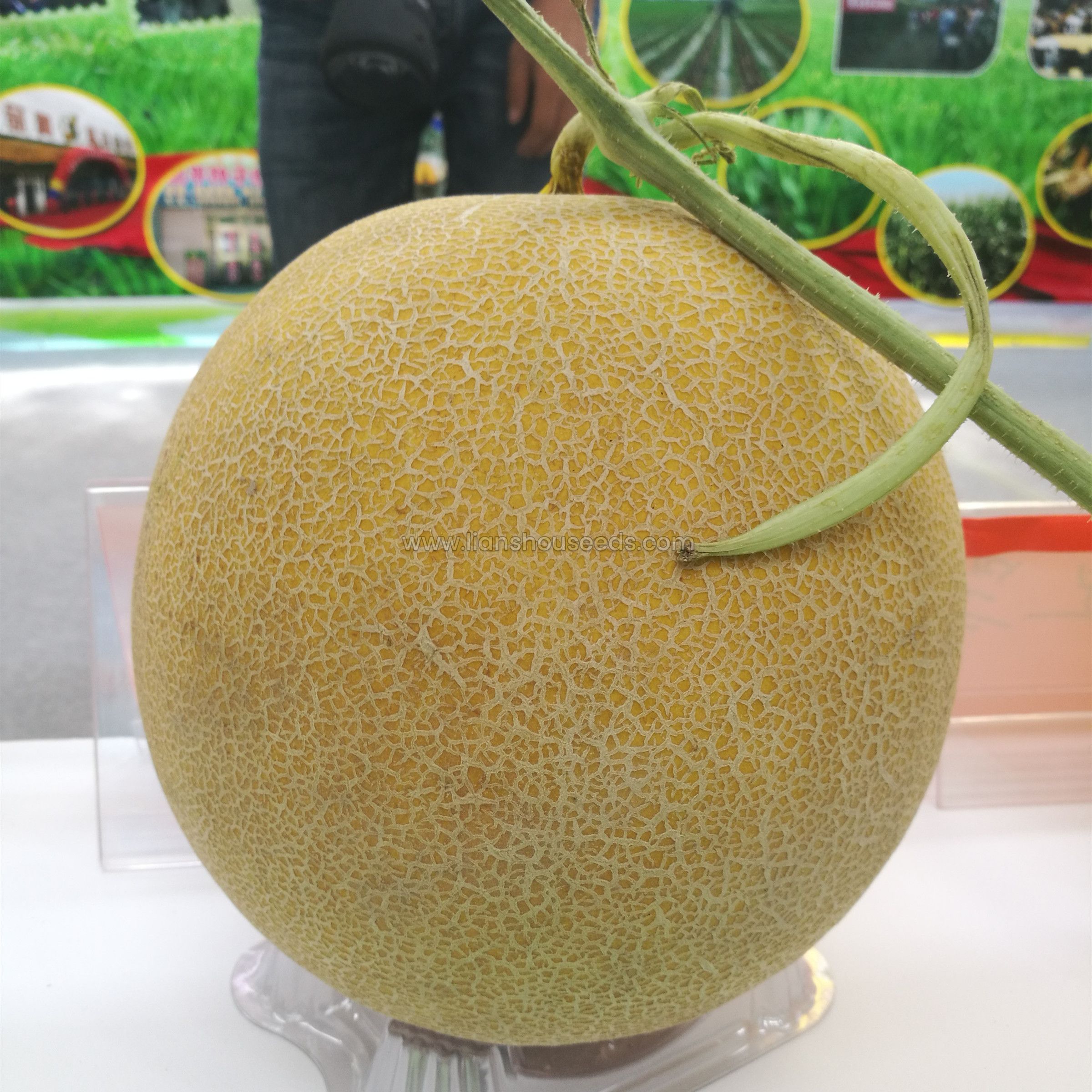 M252 Sweet big size Hybrid Galia Melon variety