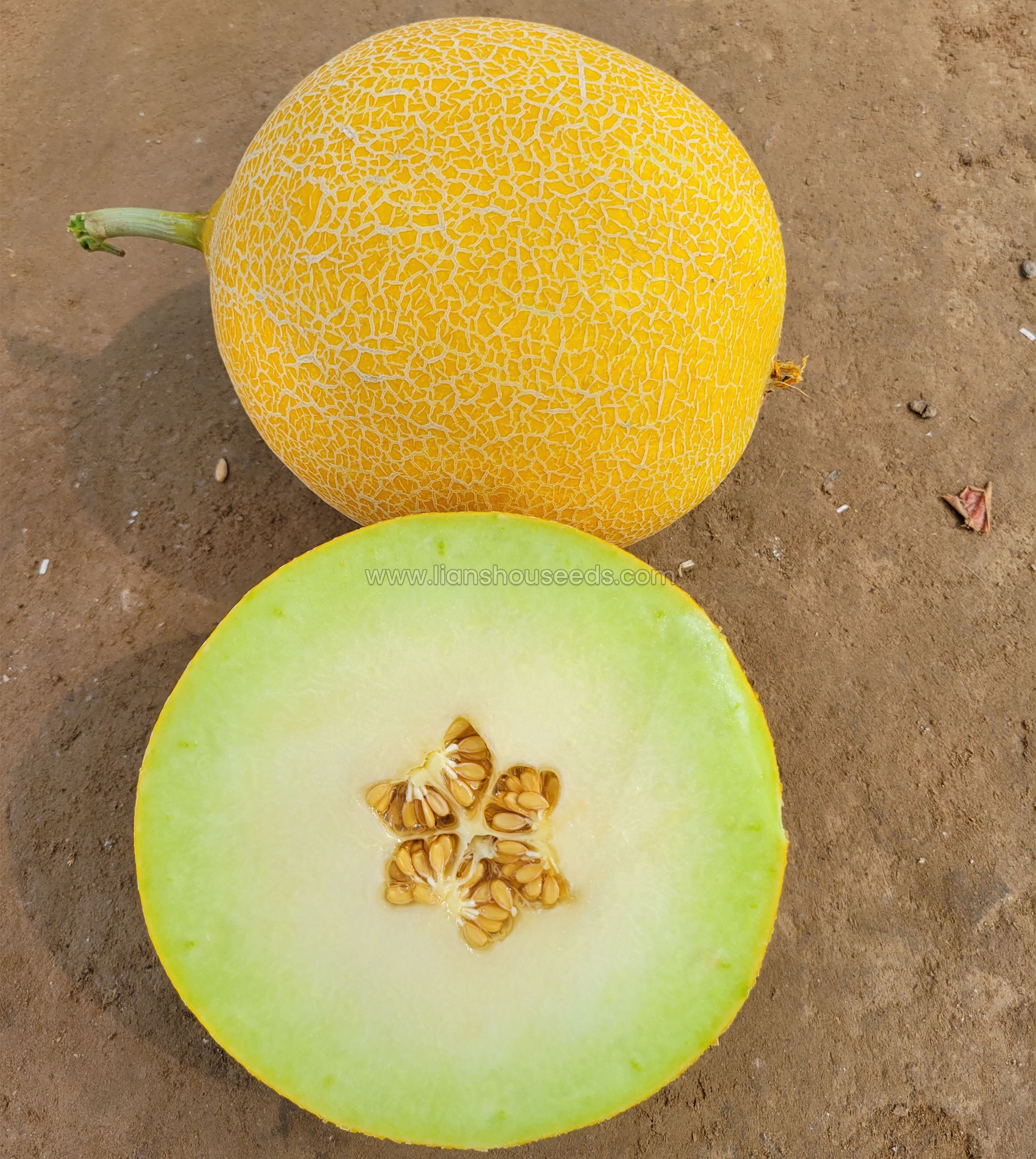 M252 Sweet big size Hybrid Galia Melon variety