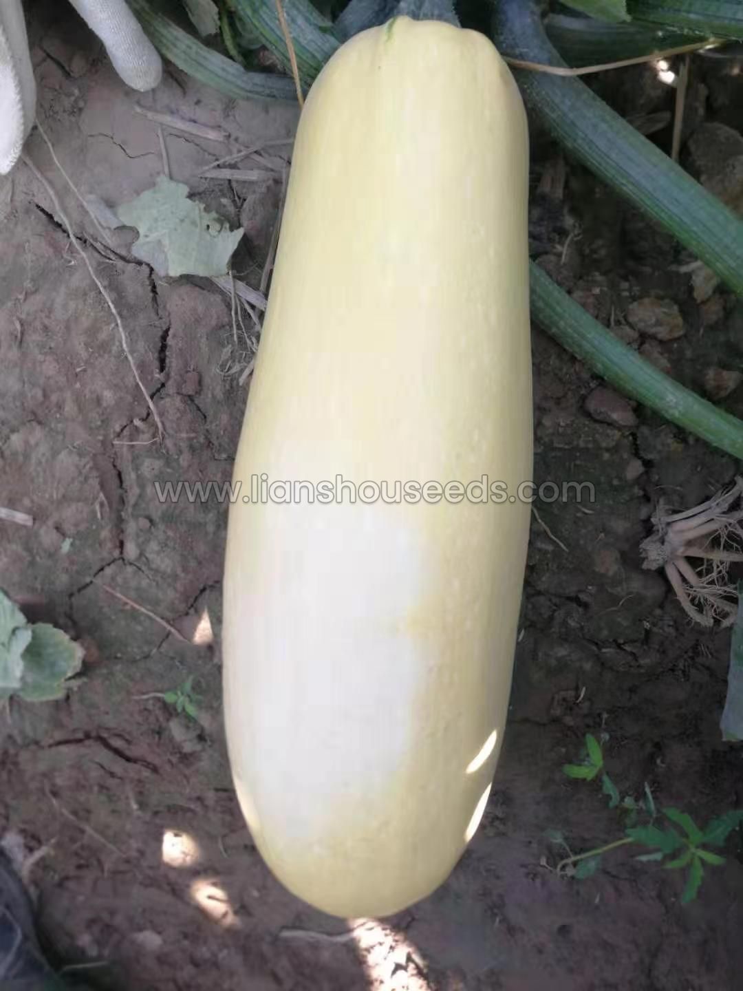 SL03 high yield seed using squash variety