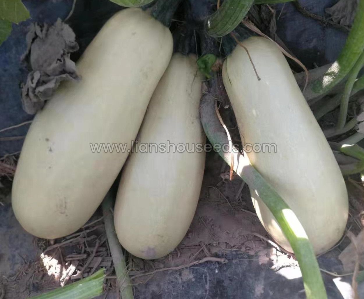SL03 high yield seed using squash variety