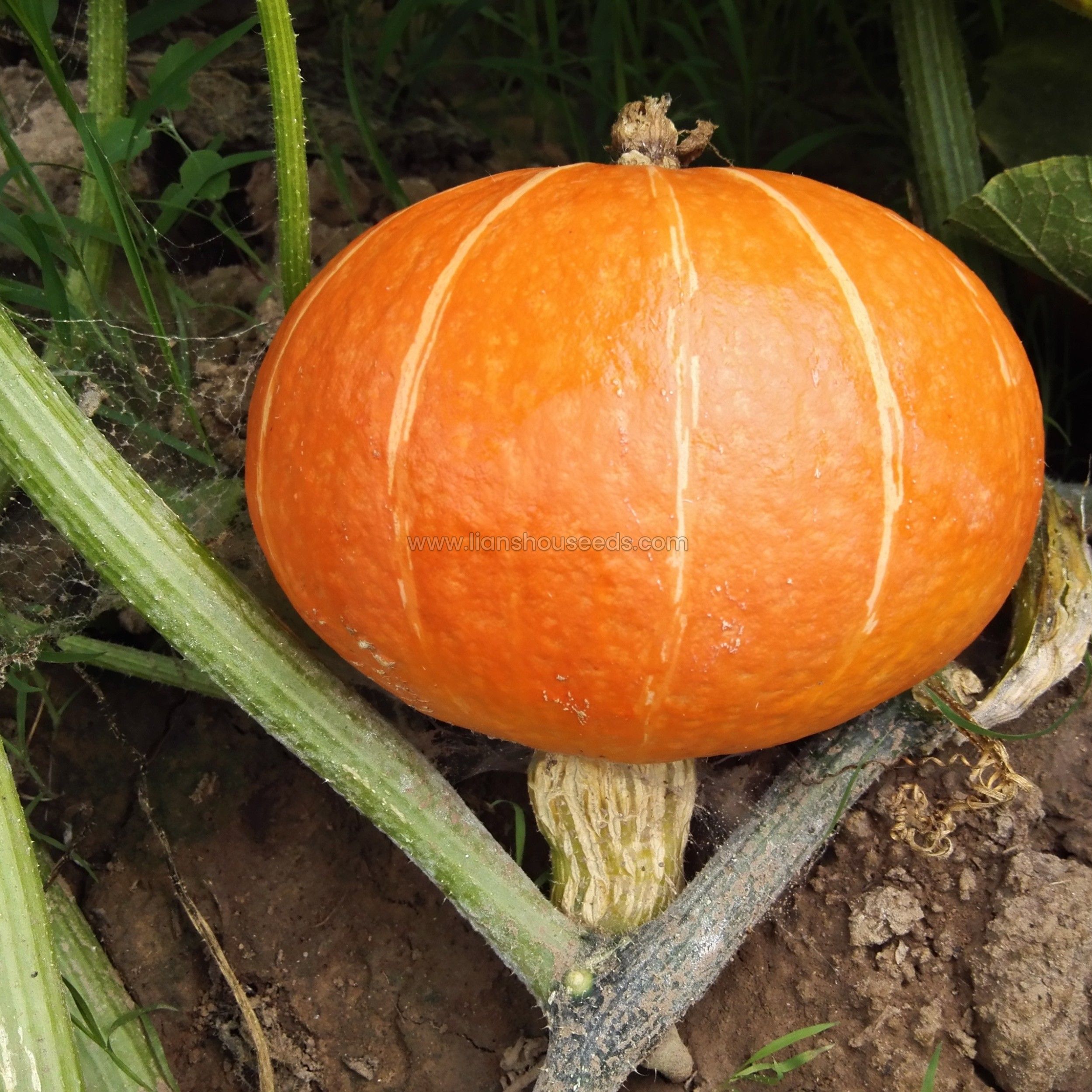 Red Sun F1 Cucurbita Maxima squash