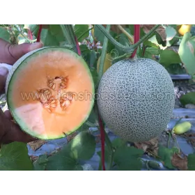 Others Melon Varieties