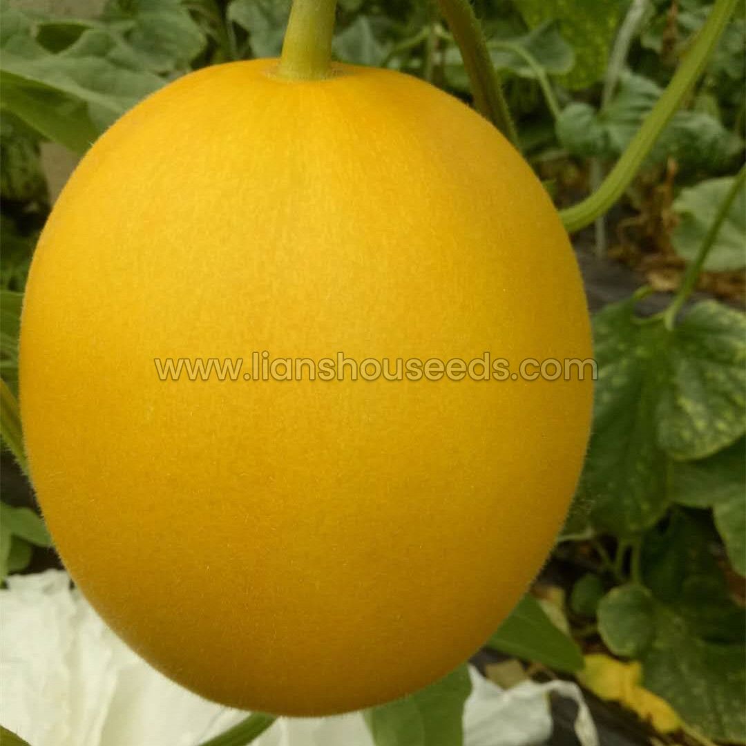 Golden Lucky Big Size Yellow Muskmelon