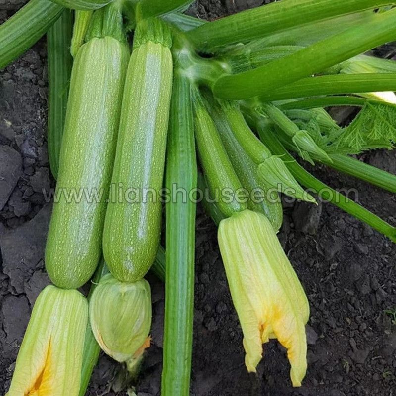 28e871885e0e353797ef0fdcabc920