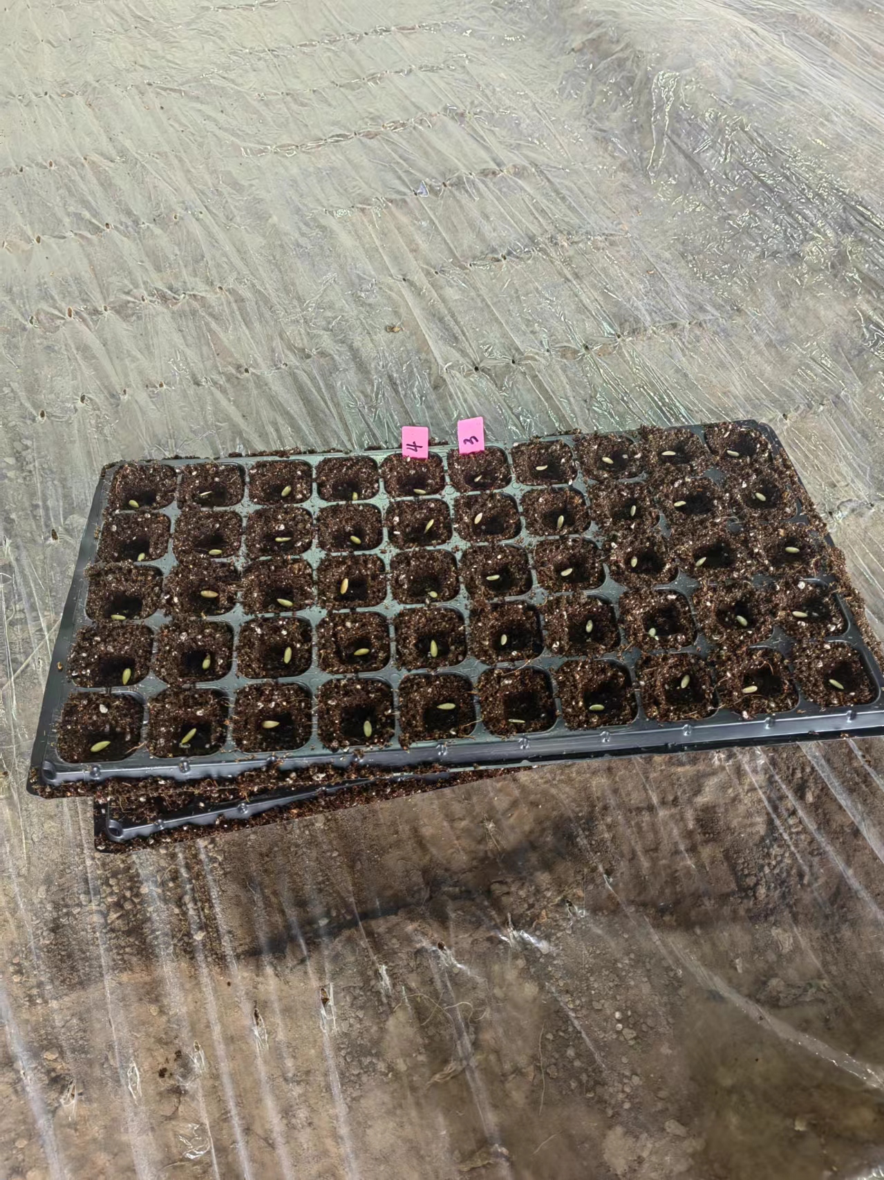 Company dynamic - spring cucumber seeds sowing seedling
