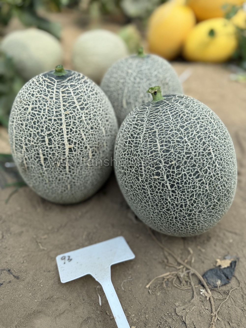 High Production White Flesh Ananas Melon Seeds