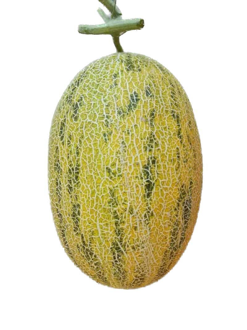 M12 Early Hybrid Hami Melon Variety