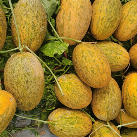 M11 Big Sweet Hybrid Hami Melon Variety