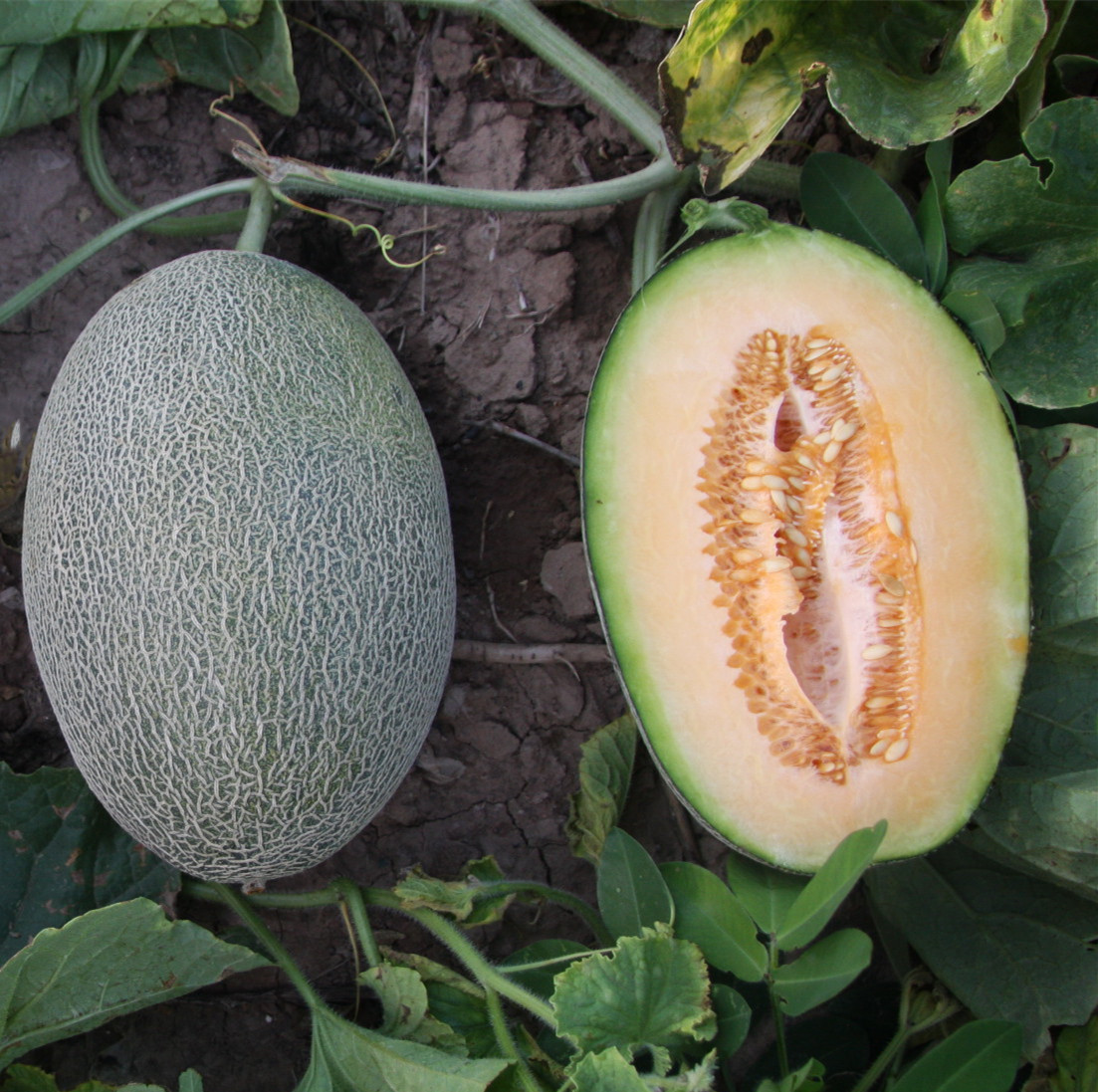 M17 Big Sweet Hybrid Hami Melon Variety