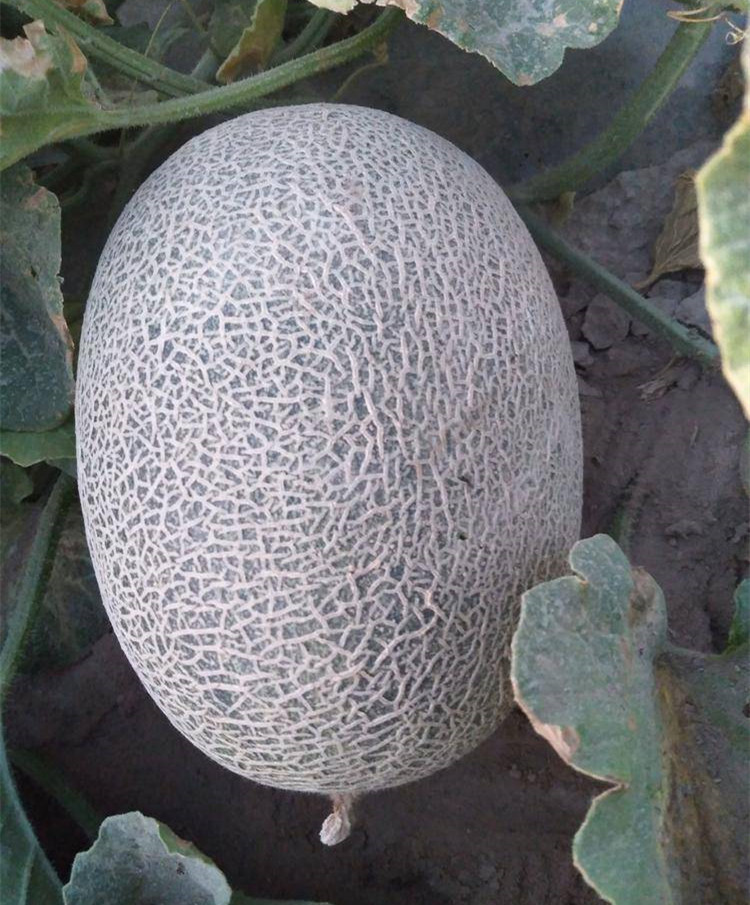 M17 Big Sweet Hybrid Hami Melon Variety