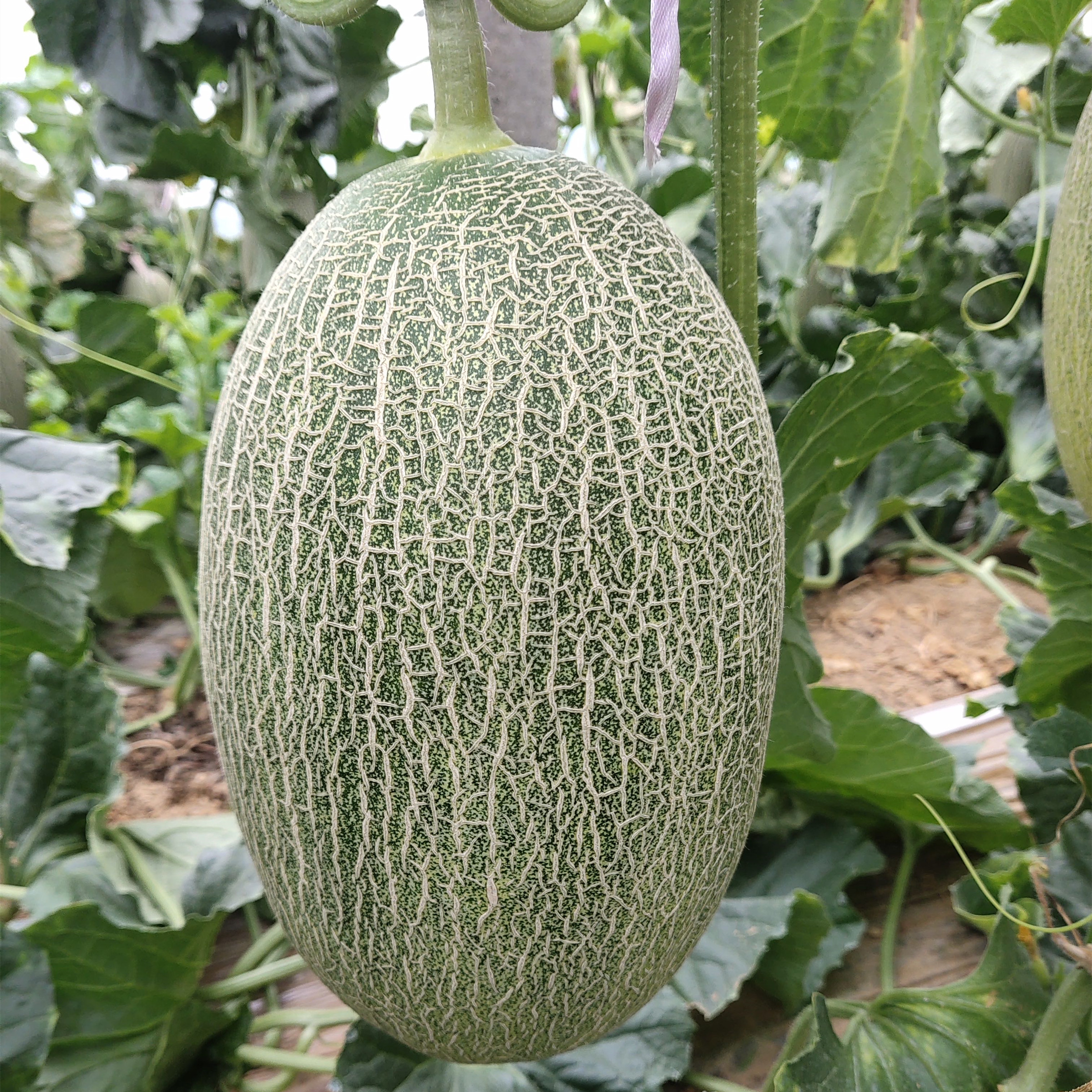 M1125 Cyan Crispy Hybrid Hami Melon Variety