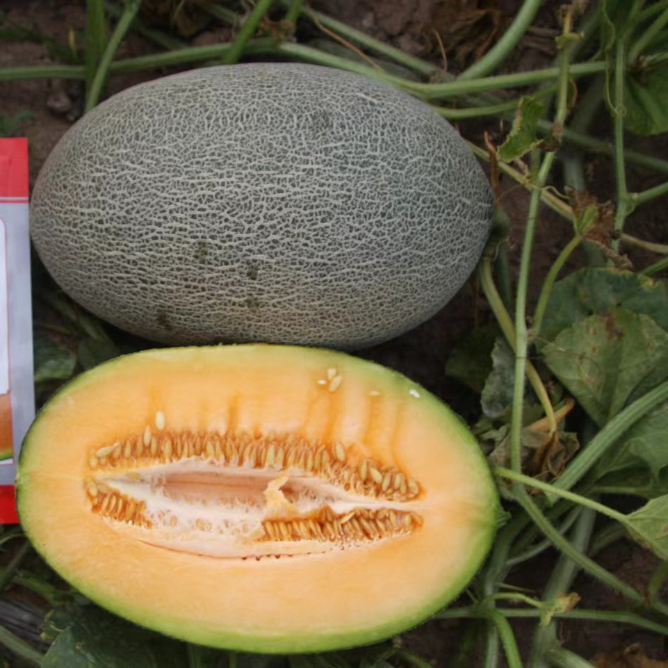 M18 Big Hybrid Hami Melon Variety with High Disease Resistance