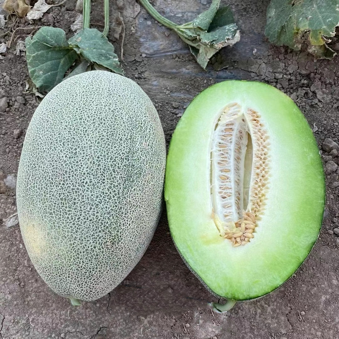 M41 Green Good Hybrid Hami Melon Variety