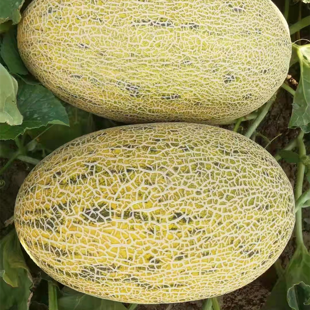 M88 Mid Late Hybrid Hami Melon Variety