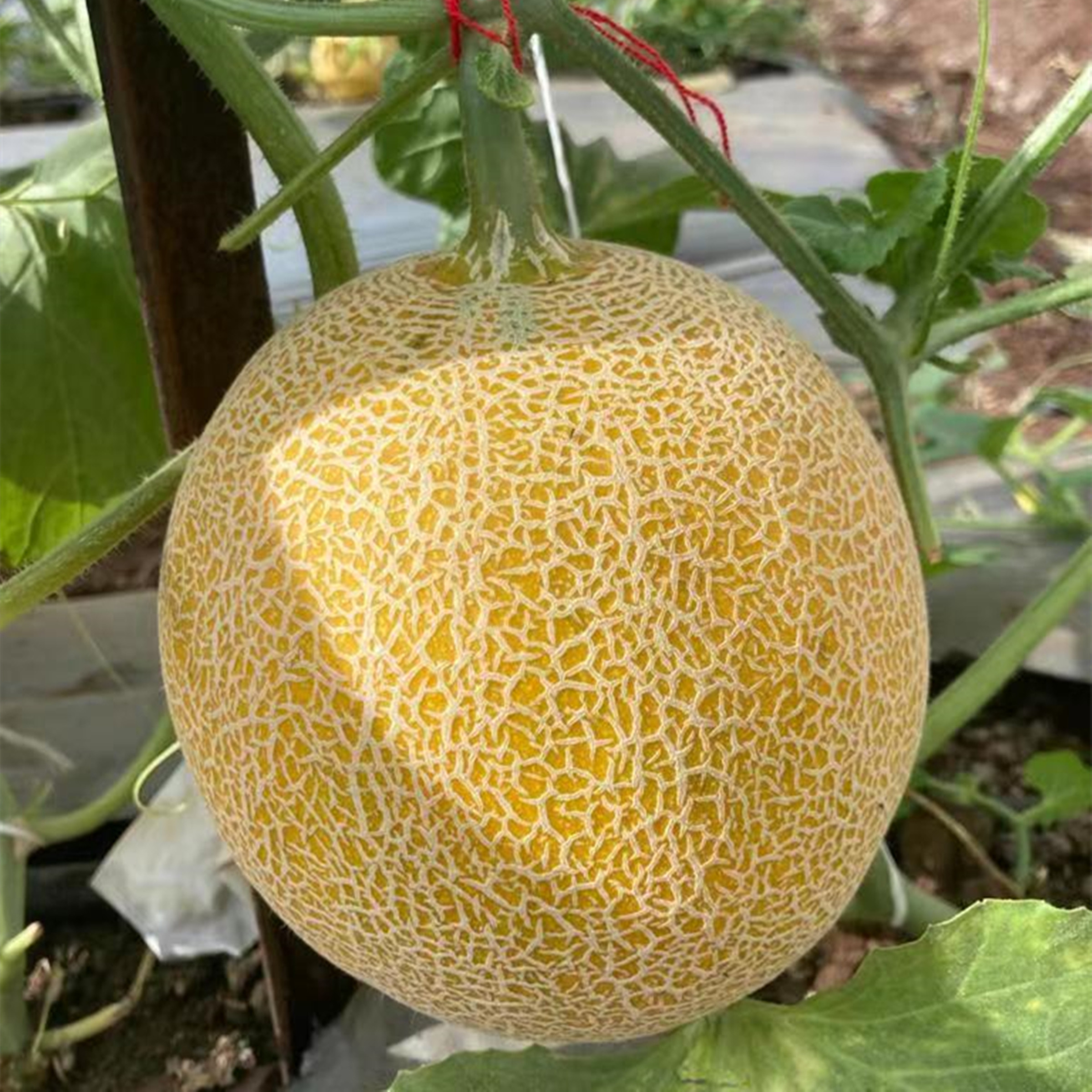 M252 Sweet big size Hybrid Galia Melon variety