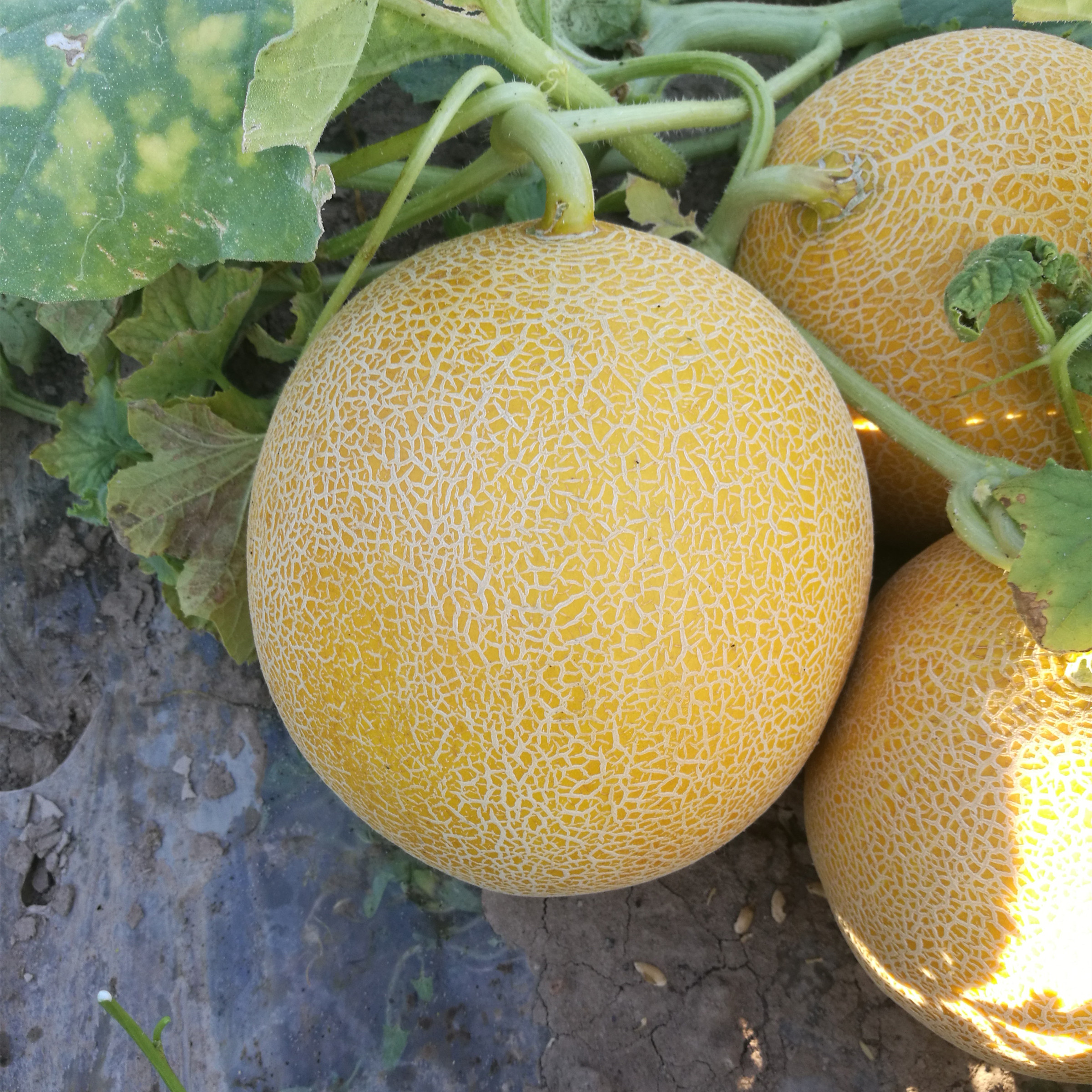 M251 early beautiful Galia melon variety