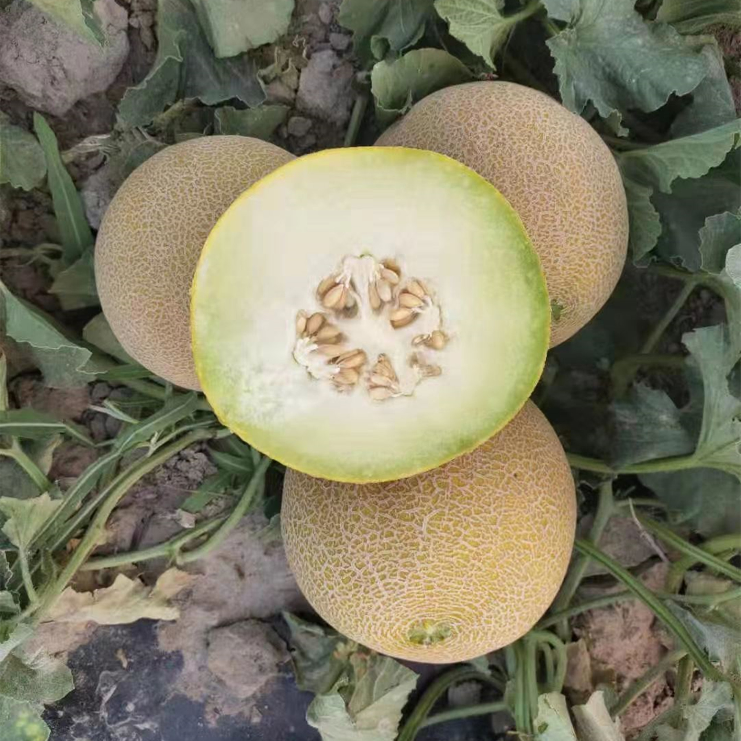 M256 Big Galia Melon Variety with High Disease Resistance