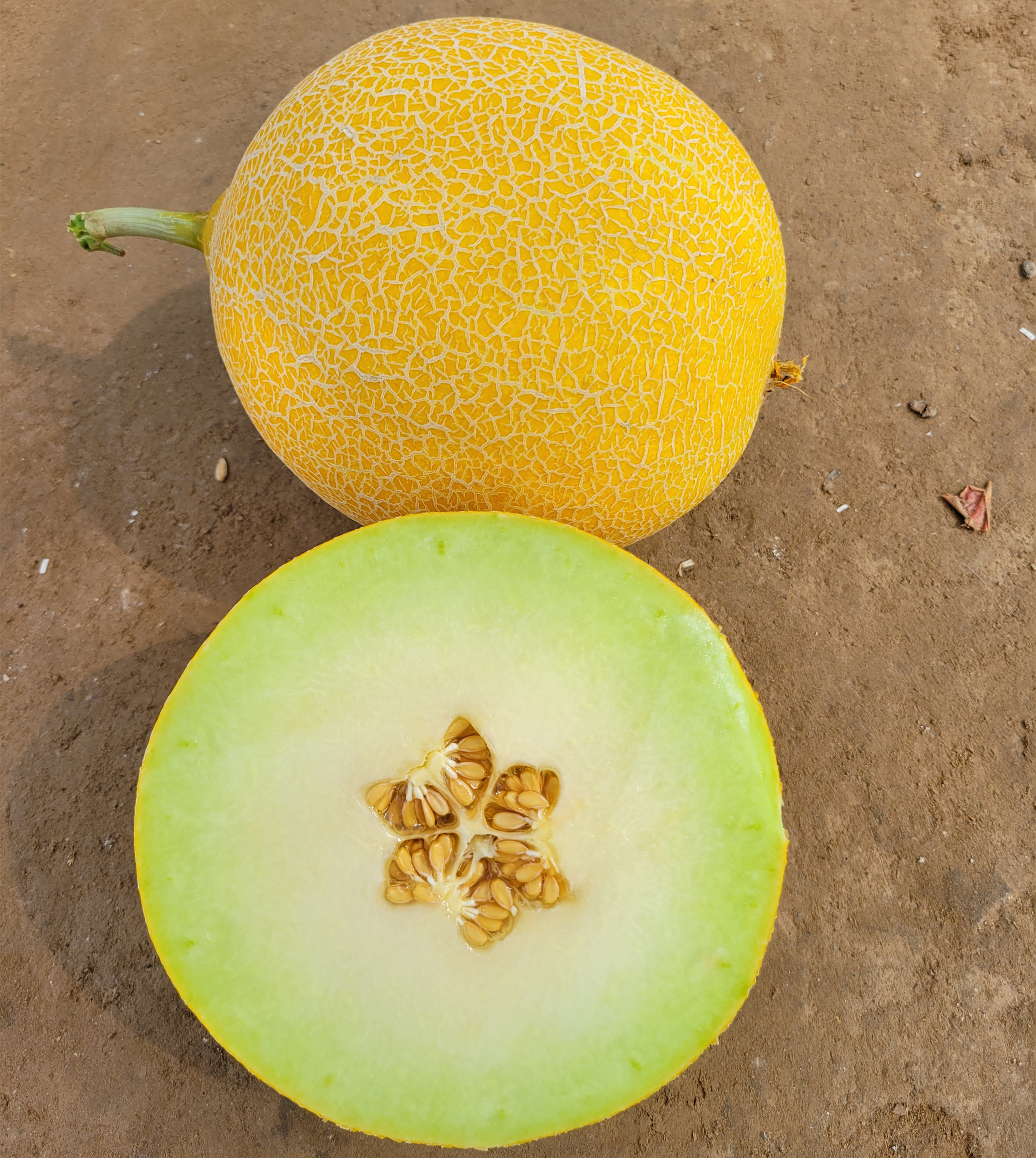 M252 Sweet big size Hybrid Galia Melon variety