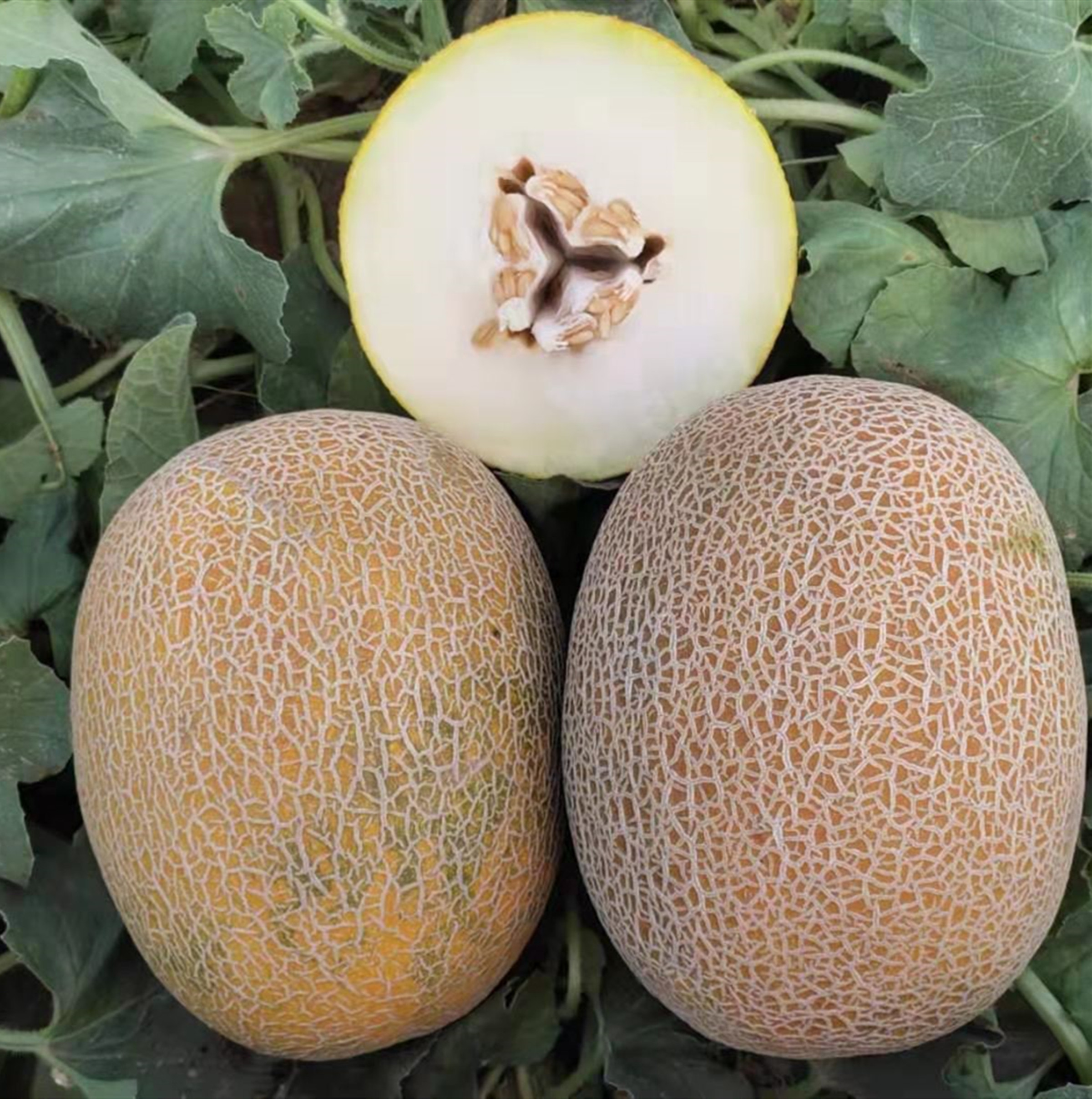 M657 High Production White Flesh Ananas Melon