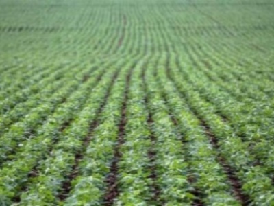 Plant Growh Regulator Uniconazole 90%Tc, 95%Tc of Hebei Senton