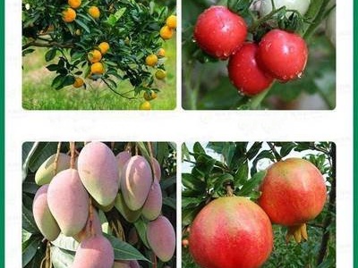 The Best Use of Benzylamine &Gibberellanic Acid