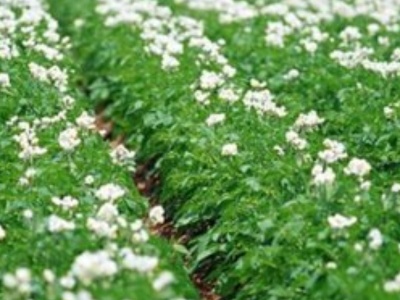 Application of chitosan in agriculture -- what pests and diseases to control