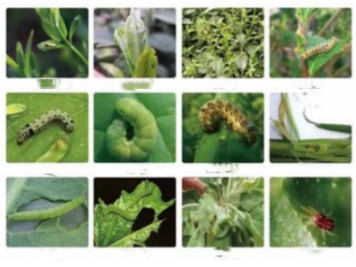 Function characteristics and precautions of diafenthiuron