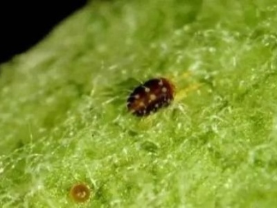 What insect to Triflumuron , what effect to Triflumuron , how to choose to buy Triflumuron ?